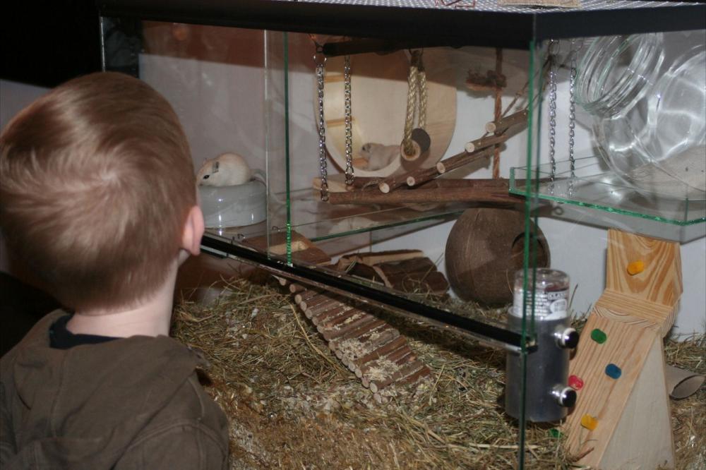 Gerbilarium 65x40x50 voor gerbils met schuifruiten